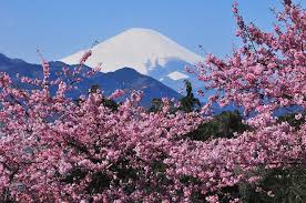 Mt Fuji And Cherry Blossom By Photos From Japan Asia And Othe Of The World