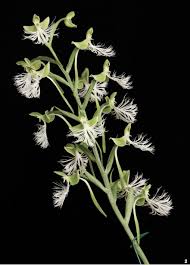 Image result for Habenaria adolphi