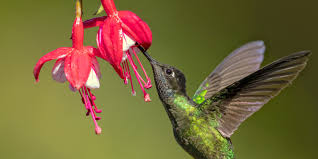 It is important to choose plants that occur naturally in your area (natives). 5 Beautiful Plants To Attract Hummingbirds To Your Patio Landscape