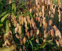 Image result for Chasmanthium latifolium