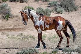 Rencontrez Picasso Le Plus Celebre Cheval Sauvage D Amerique Qui Vous Etonnera Avec Sa Magnifique Robe Epoch Times Coloriage.info vous présente le dessin cheval sauvage pdf en ligne gratuitement d'une qualité supérieur. rencontrez picasso le plus celebre cheval sauvage d amerique qui vous etonnera avec sa magnifique robe epoch times