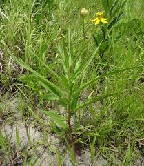 Image result for Stathmostelma fornicatum