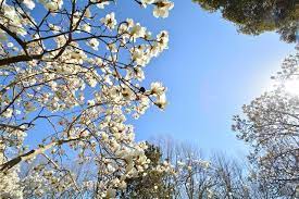 Maybe you would like to learn more about one of these? A List Of Shimmering White Flowering Trees To Soothe Your Eyes Gardenerdy