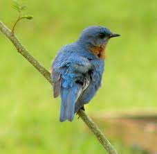 Check spelling or type a new query. Bluebirds Pictures Of Bluebirds Bluebird Houses Attracting Bluebirds Owlcation
