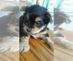 Grand rapids, michigan member for: Puppyfinder Com Yorkiepoo Puppies Puppies For Sale And Yorkiepoo Dogs For Adoption Near Me In Michigan Usa Page 1 Displays 10