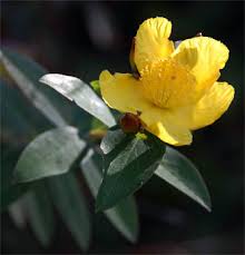 Image result for Hypericum roeperianum