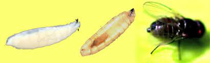 Https Entomologytoday Org Ento2013 Enttoday 2013 05 29t14 23 48z Https Entomologytoday Org Wp Content Uploads 2013 05 Ento2013 Enttoday1 Jpg Ento2013 Enttoday Https Entomologytoday Org Ice Enttoday 2013 05 29t14 30 00z Https