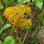 Image result for Solanecio