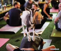 goat yoga cl held in los angeles u