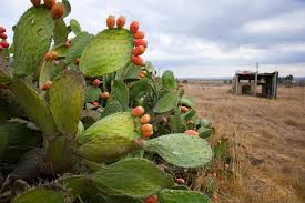 Kaktus mini yang satu ini terlihat unik karena batangnya yang berwarna hijau tua dikelilingi dengan duri yang cukup besar. 5 Fakta Unik Prickly Pear Buah Cantik Yang Berasal Dari Pohon Kaktus