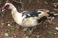 Maybe you would like to learn more about one of these? Itik Serati Wikipedia Bahasa Indonesia Ensiklopedia Bebas