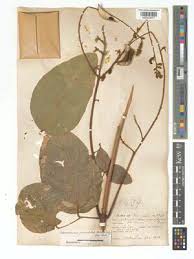 Image result for Adenodolichos