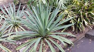 Image result for Beschorneria yuccoides