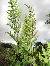 Image result for Cheilanthes viridis