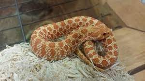 Wide Range Of Pet Snakes Available To Buy In Store Evolution Reptiles Western Hognose Snake Hognose Snake Pet Snake