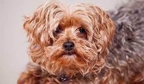 Yorkipoo Dog Breed Information