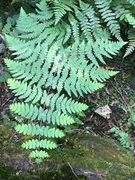 Image result for Histiopteris