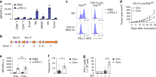 Allows users to upload, view, comment, rate and share videos, subscribe to personal and official video channels, and connect with youtube users via major social networking sites. Pd L1 On Dendritic Cells Attenuates T Cell Activation And Regulates Response To Immune Checkpoint Blockade Nature Communications