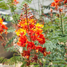(if you're interested in attracting hummingbirds to your yard, we have tips on creating a hummingbirds paradise. Red Bird Of Paradise Inland Valley Garden Planner