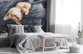 The cats watch over us from space.desktop (i.redd.it). Cat Wallpaper Wall Murals Wallsauce Au