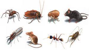 The ones you will receive by filling out some quick information on this page will be free with no commitment. Pest Control Service Is Your One Stop Solution To Free From Termites Webfarmer