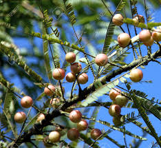 The pectin content makes it ideal for jam and chutneys. Tree With Lots Of Fruits Of Indian Gooseberry Called As Amla Stock Photo Picture And Royalty Free Image Image 46180006