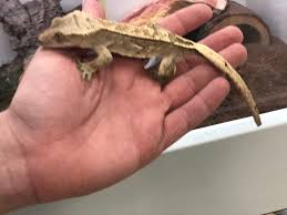 I called about a question for an animal they didn't sell me and they took the time to help me and make sure i understood and that i wasn't worried…. Reptiles Sandy S Pet Shop