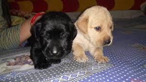 Free dogs for adoption in ranchi. Dog For Sale Ara Bhojpur Patna Home Facebook