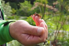 Wenn ich mit der kamera auf die pirsch gehe, werde ich jedesmal fündig. Online Vortrag Der Insektenfreundliche Garten Friedrich Alexander Universitat Erlangen Nurnberg