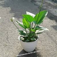 Milfoils atau myrophyllum merupakan genus yang terdiri dari sekitar 69 tanaman air. Jual Tanaman Hias Hidup Di Air Murah Harga Terbaru 2021