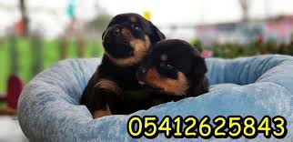Rottweiler Yavru Fiyatlari Rottweiler Yavrulari Rottweiler Evcil Hayvanlar