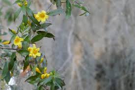 Image result for Gelsemiaceae