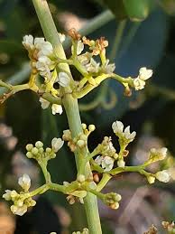 Image result for Catha edulis