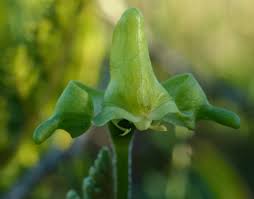 Image result for Disperis