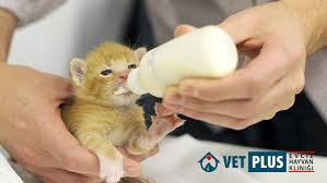 sakarya serdivan veteriner klinigi vetplus kedi kopek beslenmesi uzerine