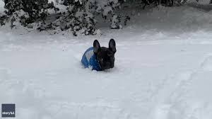 See puppy pictures, health information and reviews. French Bulldog Puppy Navigates Deep Snow On Long Island