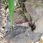 Image result for Digitaria velutina