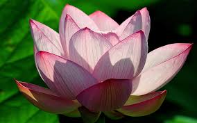 Silhouette of person standing in front of tree. Wallpaper Lotus Flower Hd Unduh Gratis Wallpaperbetter
