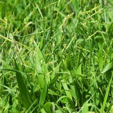 Image result for Urochloa platynota