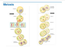 Section 11 4 meiosis (pages 275 278) untitled name chapter ?`s (pp. Meiosis Read The Lesson Title Aloud To Students Ppt Download