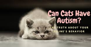 As you've probably guessed the answer is no. Can Cats Have Autism The Truth About Your Feline S Behavior