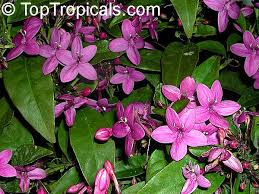 Image result for Eranthemum laxiflorum