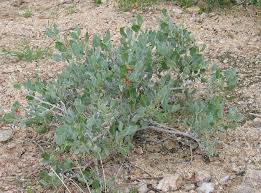 Image result for Eriocaulon abyssinicum