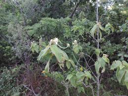 Image result for Helicteres