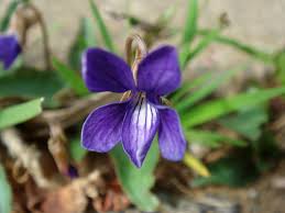 Image result for Viola abyssinica