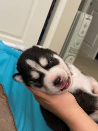 His Very First Time To Open His Eyes 13 Days Old Husky Huskies Husky Puppy Training Husky Husky Dogs