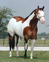 If you are looking for a name for your buckskin horse, you have come to the right place! Image Result For Buckskin Paint Horses For Sale American Paint Horse Horses Pretty Horses