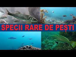 Video curiozităţi din marea neagră tăramul vieţuitoarelor ciudate pesti cu oase de smarald sau care se inrosesc in perioada de reproducere. Specii De PeÈ™ti Foarte Rar Intalnite In Marea NeagrÄƒ Youtube