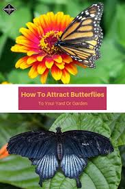 We did not find results for: How To Attract Butterflies To Your Yard Or Garden Gardening Channel