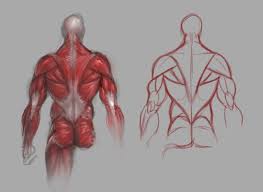 The back comprises the dorsal part of the neck and the torso (dorsal body cavity) from the occipital bone to the top of the tailbone. Back Muscles Study By Guillermoramirez On Deviantart Basic Drawing Drawing Tutorial Body Sketches